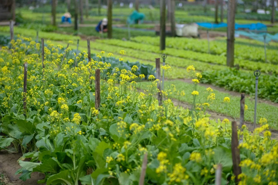 Vườn rau của Ngô Thị Trang